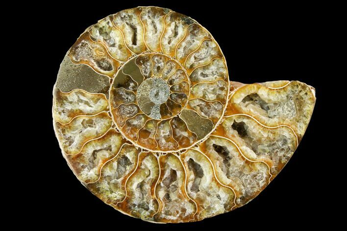 Cut & Polished Ammonite Fossil (Half) - Agate Replaced #146142